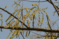 Lannea coromandelica